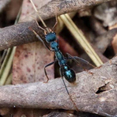 Myrmecia tarsata (Bull ant or Bulldog ant) at Mongarlowe River - 28 Oct 2023 by LisaH