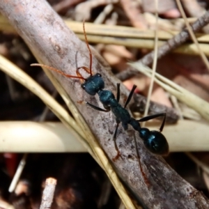 Myrmecia tarsata at Mongarlowe, NSW - 28 Oct 2023