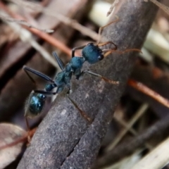 Myrmecia tarsata at Mongarlowe, NSW - 28 Oct 2023