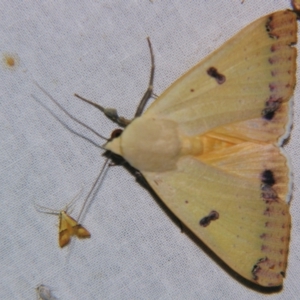 Ophiusa parcemacula at Sheldon, QLD - suppressed