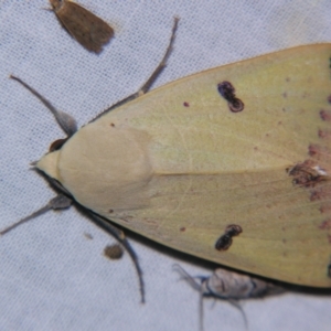 Ophiusa parcemacula at Sheldon, QLD - suppressed