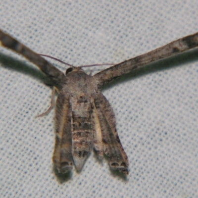 Phazaca interrupta (Plain Roll-moth) at Sheldon, QLD - 13 Oct 2007 by PJH123