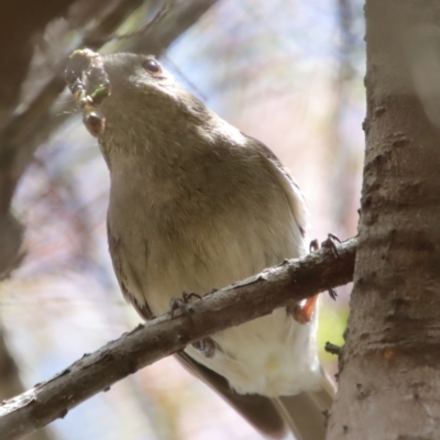 Pachycephala pectoralis (Golden Whistler) at Mongarlowe, NSW - 28 Oct 2023 by LisaH