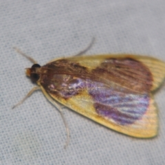 Prooedema inscisalis (A Crambid moth (Spilomelinae)) at Sheldon, QLD - 13 Oct 2007 by PJH123