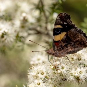 Vanessa itea at Penrose, NSW - 28 Oct 2023 03:45 PM