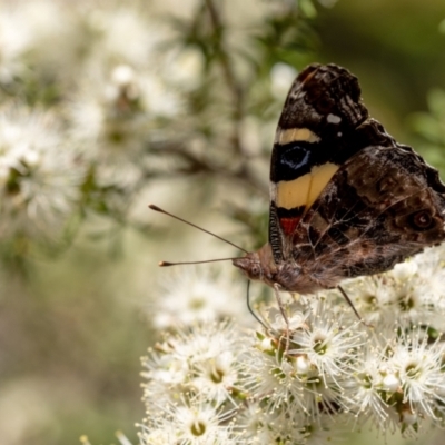 Vanessa itea (Yellow Admiral) at Penrose - 28 Oct 2023 by Aussiegall