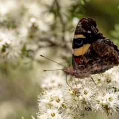 Vanessa itea (Yellow Admiral) at Penrose - 28 Oct 2023 by Aussiegall