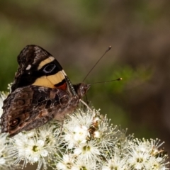 Vanessa itea at Penrose, NSW - 28 Oct 2023 03:45 PM