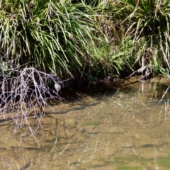 Salmo trutta at Charleys Forest, NSW - 28 Oct 2023