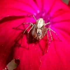 Oxyopes elegans (Elegant Lynx Spider) at Penrose - 28 Oct 2023 by Aussiegall