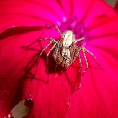 Oxyopes elegans at Penrose, NSW - 28 Oct 2023 by Aussiegall