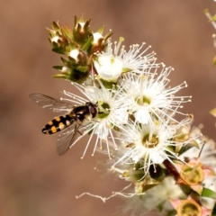 Melangyna viridiceps (Hover fly) at Wingecarribee Local Government Area - 28 Oct 2023 by Aussiegall