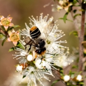 Megachile (Eutricharaea) maculariformis at Penrose, NSW - suppressed