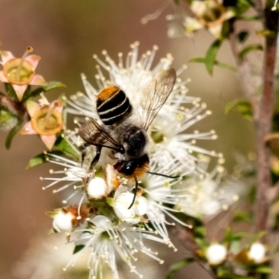 Megachile (Eutricharaea) maculariformis (Gold-tipped leafcutter bee) at Penrose - 28 Oct 2023 by Aussiegall