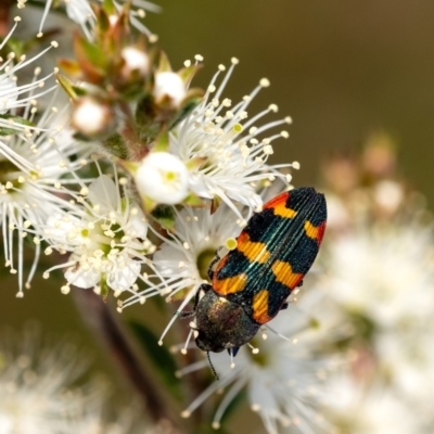 Castiarina sexplagiata (Jewel beetle) at Penrose - 28 Oct 2023 by Aussiegall