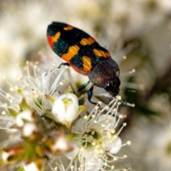 Castiarina sexplagiata at Penrose, NSW - 28 Oct 2023