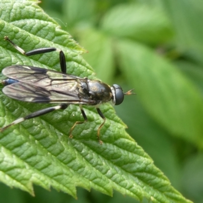 Exaireta spinigera (Garden Soldier Fly) at Flea Bog Flat to Emu Creek Corridor - 28 Oct 2023 by JohnGiacon