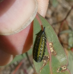 Paropsini sp. (tribe) (Unidentified paropsine leaf beetle) at Flea Bog Flat to Emu Creek Corridor - 28 Oct 2023 by JohnGiacon