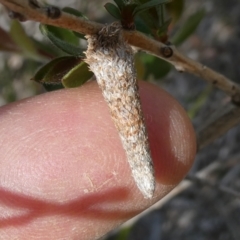 Conoeca or Lepidoscia (genera) IMMATURE (Unidentified Cone Case Moth larva, pupa, or case) at Belconnen, ACT - 28 Oct 2023 by JohnGiacon