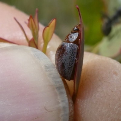 Paropsisterna m-fuscum (Eucalyptus Leaf Beetle) at Flea Bog Flat to Emu Creek Corridor - 28 Oct 2023 by JohnGiacon