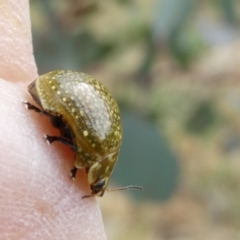 Paropsisterna cloelia (Eucalyptus variegated beetle) at Belconnen, ACT - 28 Oct 2023 by JohnGiacon