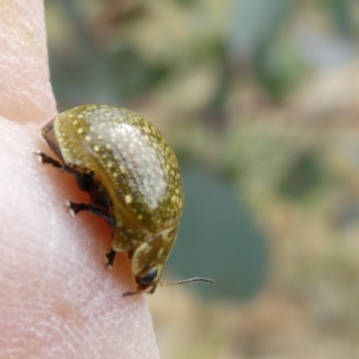 Paropsisterna cloelia (Eucalyptus variegated beetle) at Emu Creek - 28 Oct 2023 by JohnGiacon