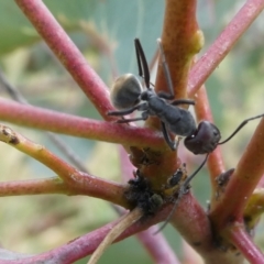 Camponotus suffusus (Golden-tailed sugar ant) at Belconnen, ACT - 28 Oct 2023 by JohnGiacon