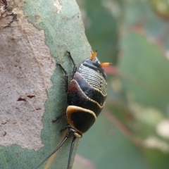 Ellipsidion australe (Austral Ellipsidion cockroach) at Belconnen, ACT - 28 Oct 2023 by JohnGiacon