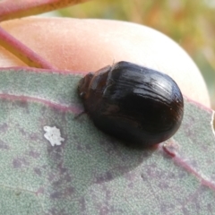 Paropsisterna sp. (genus) (A leaf beetle) at Flea Bog Flat to Emu Creek Corridor - 28 Oct 2023 by JohnGiacon