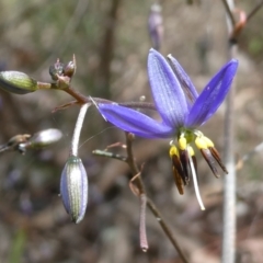 Dianella revoluta var. revoluta (Black-Anther Flax Lily) at Emu Creek - 28 Oct 2023 by JohnGiacon