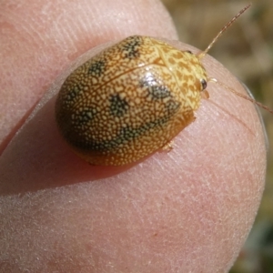 Paropsis atomaria at Belconnen, ACT - 28 Oct 2023 02:27 PM