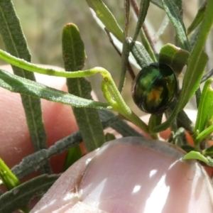 Callidemum hypochalceum at Belconnen, ACT - 28 Oct 2023 02:25 PM