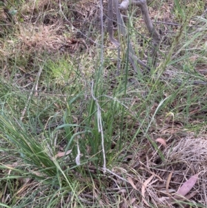 Nassella neesiana at Belconnen, ACT - 28 Oct 2023 04:26 PM