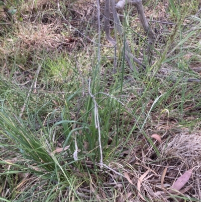 Nassella neesiana (Chilean Needlegrass) at Belconnen, ACT - 28 Oct 2023 by JohnGiacon