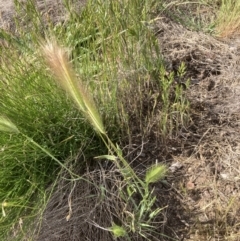 Hordeum leporinum (Barley Grass) at Flea Bog Flat to Emu Creek Corridor - 28 Oct 2023 by JohnGiacon
