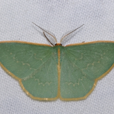 Chlorocoma dichloraria (Guenee's or Double-fringed Emerald) at QPRC LGA - 28 Oct 2023 by DianneClarke