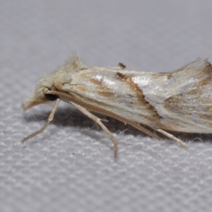 Heliocosma argyroleuca at Jerrabomberra, NSW - 28 Oct 2023