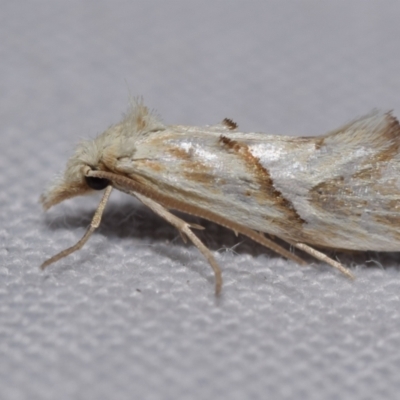Heliocosma argyroleuca (A tortrix or leafroller moth) at QPRC LGA - 28 Oct 2023 by DianneClarke