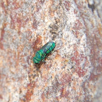 Primeuchroeus sp. (genus) (Cuckoo Wasp) at Higgins Woodland - 28 Oct 2023 by MichaelWenke