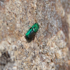 Primeuchroeus sp. (genus) at Higgins Woodland - 28 Oct 2023