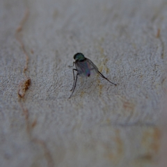 Unidentified Long-legged Fly (Dolichopodidae) at Higgins, ACT - 28 Oct 2023 by Trevor