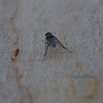 Dolichopodidae (family) at Higgins, ACT - 28 Oct 2023 by MichaelWenke