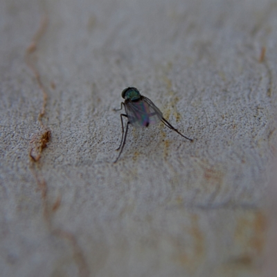 Unidentified Long-legged Fly (Dolichopodidae) at Higgins, ACT - 28 Oct 2023 by Trevor