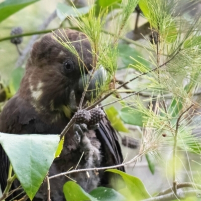 Calyptorhynchus lathami (Glossy Black-Cockatoo) at Brunswick Heads, NSW - 28 Oct 2023 by LockyC