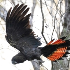 Calyptorhynchus lathami lathami at Brunswick Heads, NSW - 28 Oct 2023