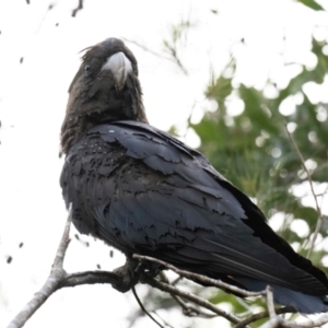 Calyptorhynchus lathami lathami at Brunswick Heads, NSW - 28 Oct 2023