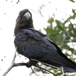 Calyptorhynchus lathami lathami at Brunswick Heads, NSW - suppressed