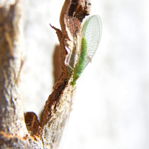 Mallada signatus at Higgins, ACT - 28 Oct 2023 03:03 PM