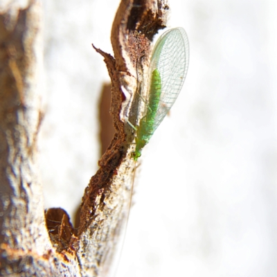 Mallada signatus (Green Lacewing) at Higgins, ACT - 28 Oct 2023 by Trevor
