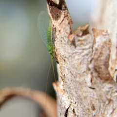 Mallada signatus at Higgins, ACT - 28 Oct 2023 03:03 PM